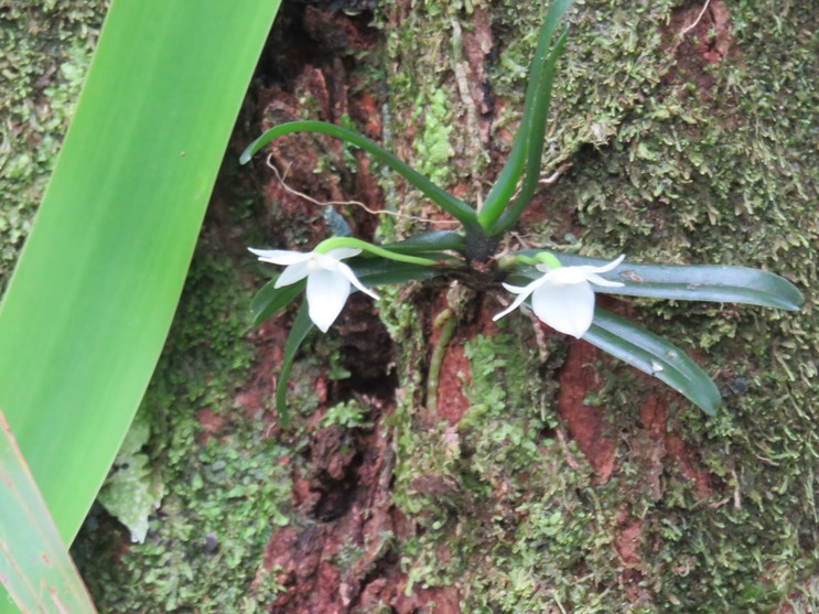 3. Angraecum cucullatum Thouars - Ø - Orchidaceae - Endémique La Réunion et Maurice