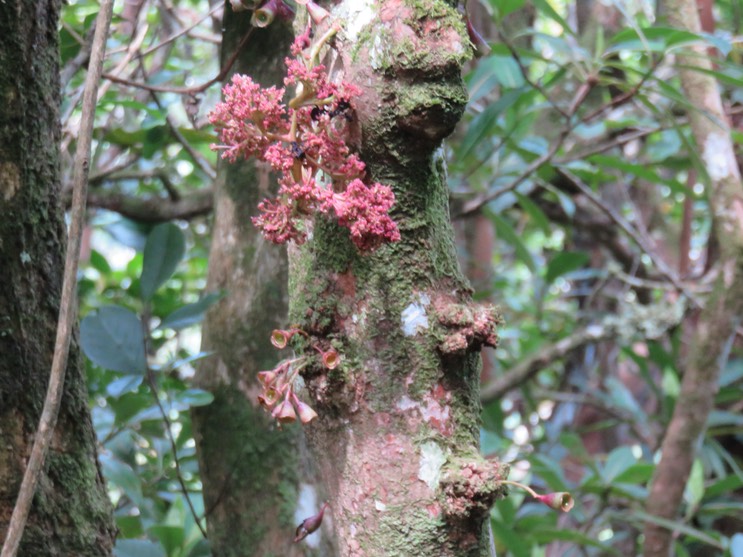 4. Fleurs de Syzygium cymosum - Bois de pomme rouge - Myrtacée - B IMG_2340.JPG