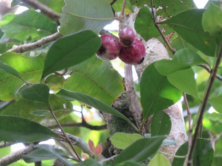 5. Fruits de Syzygium cymosum - Bois de pomme rouge - Myrtacée - B IMG_2343.JPG