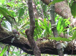 6. Bulbophyllum variegatum Thouars - Ø - Orchidacées - Madagascar, La Réunion, Maurice.rtfd  IMG_2345.JPG
