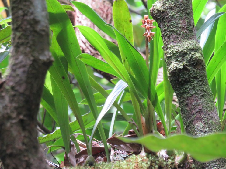 7. Bulbophyllum variegatum Thouars - Ø - Orchidacées - Madagascar, La Réunion, Maurice.rtfd  IMG_2346.JPG