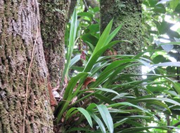 8. Bulbophyllum variegatum Thouars - Ø - Orchidacées - Madagascar, La Réunion, Maurice.rtfd IMG_2347.JPG