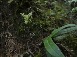 Angraecopsis parviflora - EPIDENDROIDEAE - Indigène Réunion