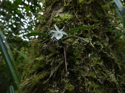 Angraecum cucullatum - EPIDENDROIDEAE - Indigène Réunion - P1030375