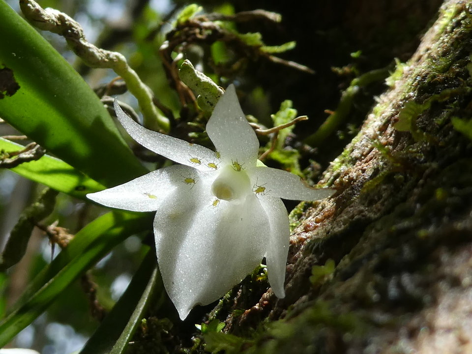 Angraecum cucullatum - EPIDENDROIDEAE - Indigène Réunion - P1030369