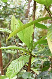 Bertiera borbonica var. stipulata - Bois de raisin - RUBIACEAE - Endémique Réunion