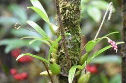 Bulbophyllum bernadetteae - EPIDENDROIDEAE - Endémique Réunion - MB2_5229