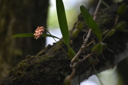 Bulbophyllum bernadetteae - EPIDENDROIDEAE - Endémique Réunion - MB2_5157