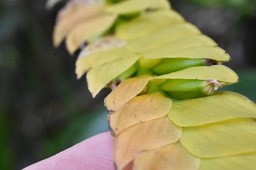 Bulbophyllum occultum - EPIDENDROIDEAE - Indigène Réunion - MB2_5183