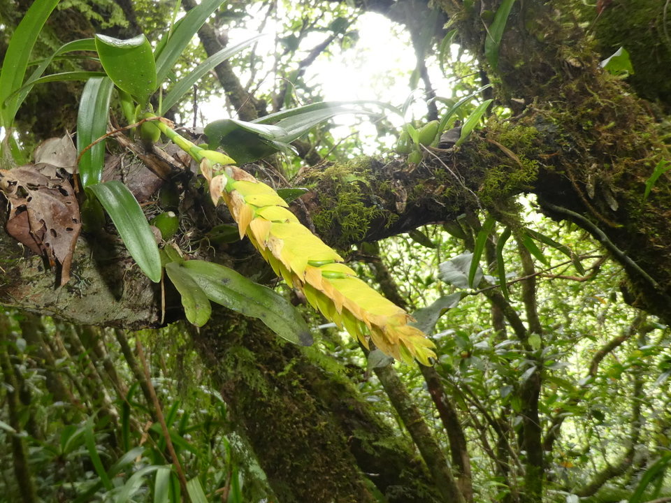 Bulbophyllum occultum - EPIDENDROIDEAE - Indigène Réunion - 0P1030370