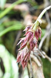 Bulbophyllum variegatum - EPIDENDROIDEAE - Indigène Réunion - MB2_5146