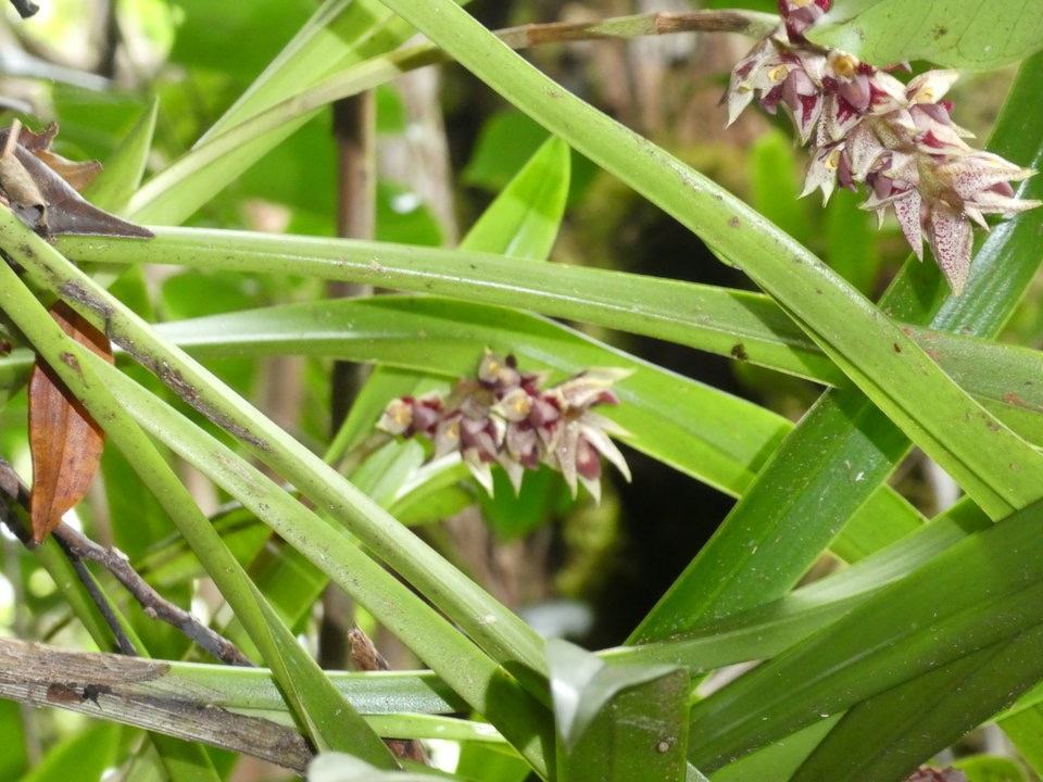Bulbophyllum variegatum - EPIDENDROIDEAE - Indigène Réunion - P1030359