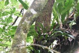 Bulbophyllum variegatum (arbre hôte / Bois de rempart)- EPIDENDROIDEAE - Indigène Réunion - MB2_5139
