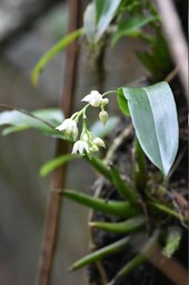 Polystachia cultriformis - EPIDENDROIDEAE - Indigène Réunion
