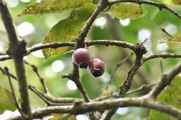 Syzygium cordemoyi - Bois de pomme à grande feuille - MYRTHACEAE - Endémique Réunion