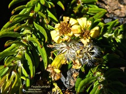 Faujasia pinifolia P1480652