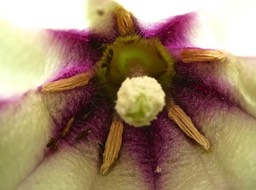 Heterochaenia rivalsi . campanulaceae .intérieur du tube de la corolle .P1480749