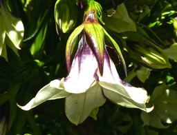 Heterochaenia rivalsii . campanulaceae .P1480854
