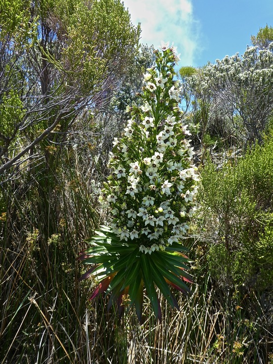 Heterochaenia rivalsii . campanulaceae . endémique Réunion .P1480711