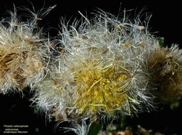 Psiadia callocephala . asteraceae P1480640