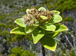 Psiadia sericea ??  asteraceae P1480893