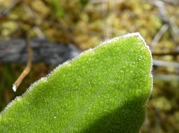 Psiadia sericea ?? asteraceae P1480890
