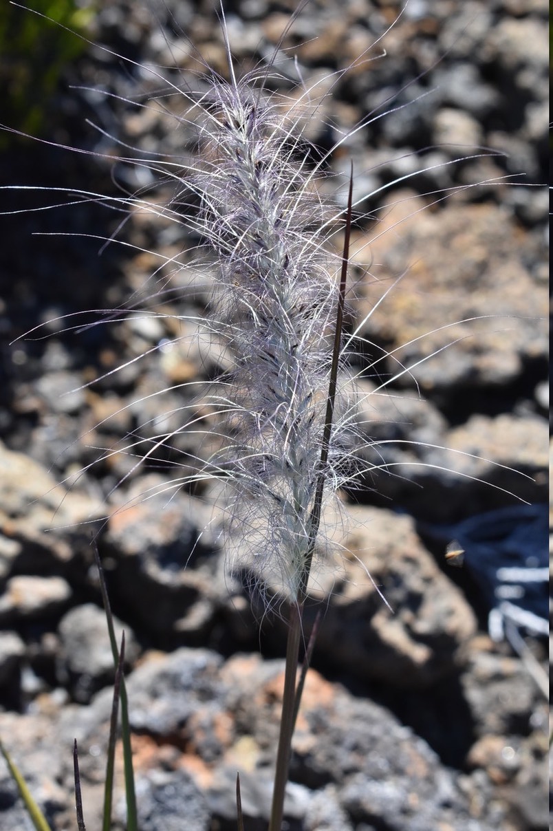 Queue de "vieille" mimite - Pennisetum caffrum - POACEAE - Endémique Réunion