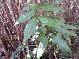 12 Tan Georges, Molinaea alternifolia 