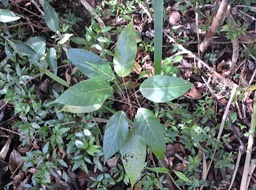 3 Bois de perroquet, Hancea integrifolia 