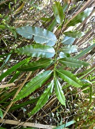 Calophyllum tacamahaca.takamaka des hauts.clusiaceae.endémique Réunion MauriceP1760861