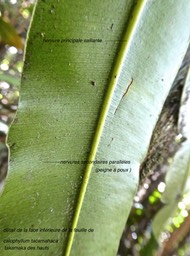 Calophyllum tacamahaca.takamaka des hauts.clusiaceae.endémique Réunion Maurice P1760862
