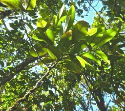 Casearia coriacea .bois de cabri rouge. salicaceae.endémique Réunion Maurice P1760818