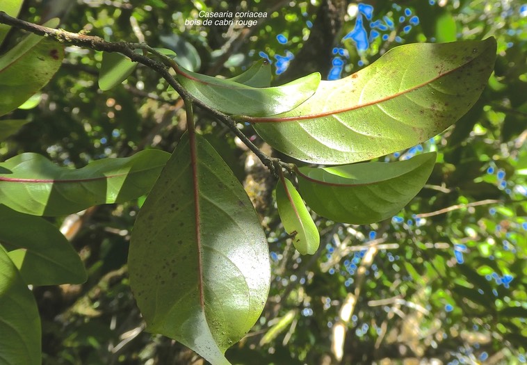 Casearia coriacea. bois de cabri rouge.salicaceae.endémique Réunion Maurice .P1760827