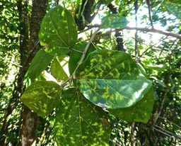 Ficus mauritiana.affouche rouge .moraceae .endémique Réunion Maurice P1760962