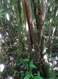 Habenaria praelta - ORCHIDOIDEAE - Indigène Réunion - DSC00990
