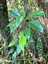 Hancea integrifolia.bois de perroquet .Euphorbiaceae.endémique RéunionMaurice.P1760884