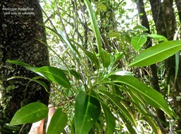 Melicope borbonica. petit bois de catafaille.(feuilles odorantes) rutaceae. endémique Réunion.P1760807