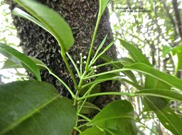 Melicope borbonica .petit bois de catafaille.(feuilles odorantes) rutaceae.endémique Réunion. P1760811