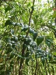 Memecylon confusum. bois de balai. melastomataceae.endémique Réunion.P1760802