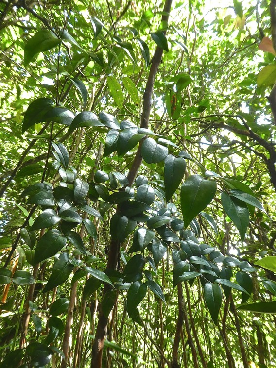 Memecylon confusum. bois de balai. melastomataceae.endémique Réunion.P1760802