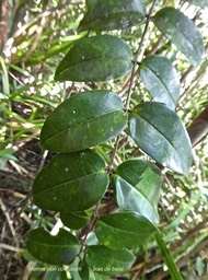 Memecylon confusum.bois de balai.melastomataceae. endémique Réunion.P1760800