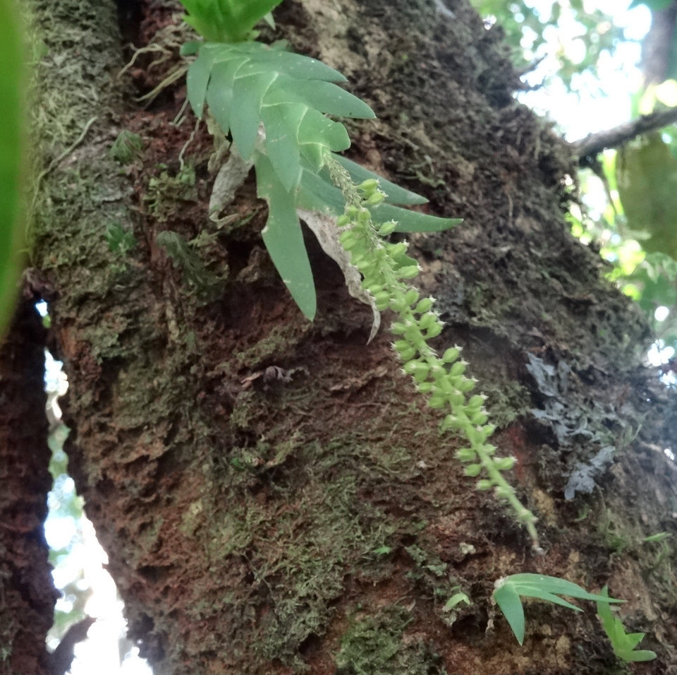 Oberonia disticha - EPIDENDROIDEAE - Indigène Réunion