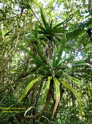 Pandanus purpurascens.vacoa des hauts.pandanaceae.endémique Réunion.P1760749