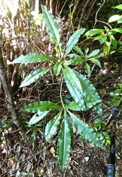 Pittosporum senacia.bois de joli coeur. pittosporaceae.indigèneRéunion.P1760911