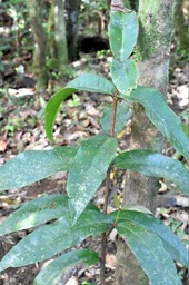Syzygium cordemoyi - Bois de pomme grandes feuilles - Endémique Réunion