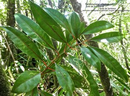 Tambourissa elliptica .bois de bombarde.bois de tambour.monimiaceae.endémique Réunion .P1760930