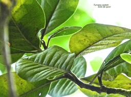 Turraea cadetii .bois de quivi. meliaceae.endémique Réunion.P1760848
