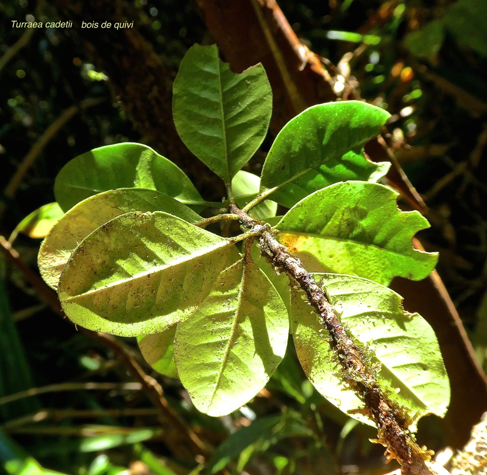 Turraea cadetii .bois de quivi .meliaceae .endémique Réunion.P1760852
