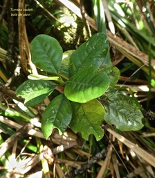 Turraea cadetii.bois de quivi .meliaceae.endémique Réunion P1760845