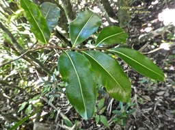 Xylopia richardii. bois de banane.annonaceae.endémique Réunion Maurice.P1760918